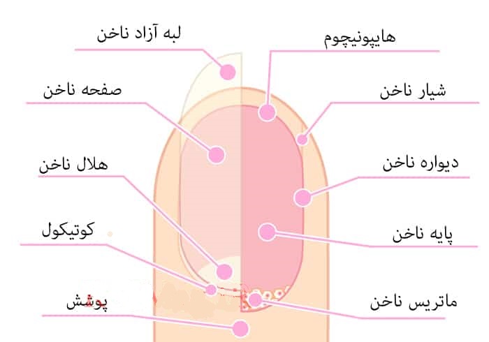 سلامت ناخن و ساختار تشکیل دهنده آن